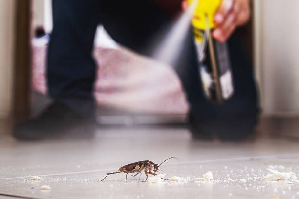 Best Bed Bug Extermination  in Glyndon, MN