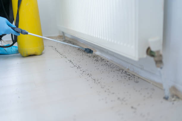 Best Ant Control Services  in Glyndon, MN